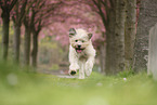 Waeller Sheepdog