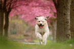 Waeller Sheepdog