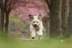 Waeller Sheepdog