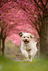 Waeller Sheepdog