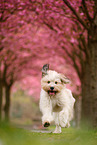 Waeller Sheepdog