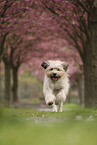 Waeller Sheepdog