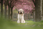 Waeller Sheepdog