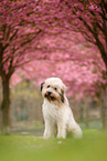 Waeller Sheepdog
