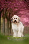 Waeller Sheepdog