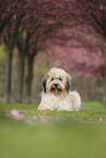 Waeller Sheepdog