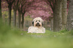 Waeller Sheepdog
