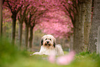 Waeller Sheepdog