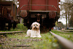 Waeller Sheepdog
