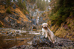 Waeller Sheepdog