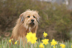 Waeller Sheepdog