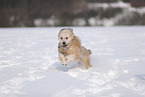 Waeller Sheepdog