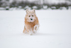 Waeller Sheepdog