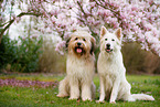 2 dogs