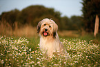 Waeller Sheepdog