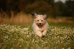 Waeller Sheepdog