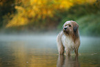 Waeller Sheepdog