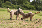 Waeller Sheepdog