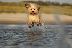 Waeller Sheepdog
