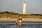 Waeller Sheepdog
