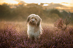 Waeller Sheepdog