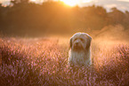 Waeller Sheepdog