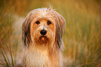 Waeller Sheepdog