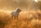 Waeller Sheepdog