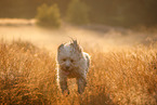 Waeller Sheepdog