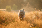 Waeller Sheepdog