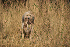Waeller Sheepdog