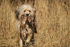 Waeller Sheepdog