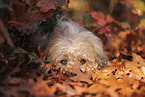 Waeller Sheepdog