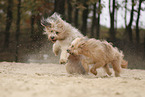 Waeller Sheepdog