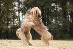 Waeller Sheepdog