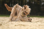 Waeller Sheepdog