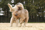Waeller Sheepdog