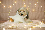 Waeller Sheepdog