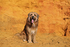 Waeller Sheepdog