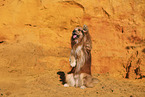 Waeller Sheepdog
