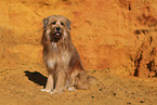 Waeller Sheepdog