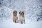 Waeller Sheepdog in winter