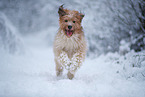 Waeller Sheepdog in winter