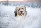 Waeller Sheepdog in winter