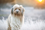 Waeller Sheepdog in winter