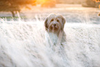 Waeller Sheepdog in winter