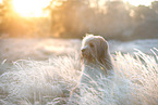Waeller Sheepdog in winter