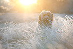 Waeller Sheepdog in winter