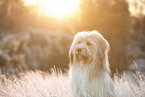 Waeller Sheepdog in winter
