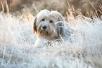 Waeller Sheepdog in winter